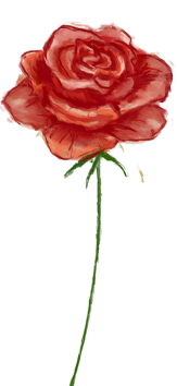 Juni månadsblomma – Ros