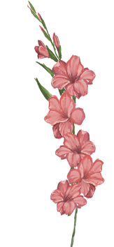 Augusti månadsblomma – gladiolus