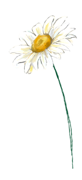 April månadsblomma – Tusensköna