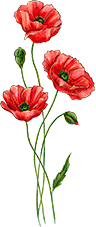 Poppy