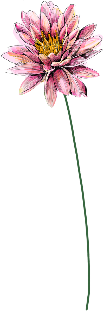 näckros, juli