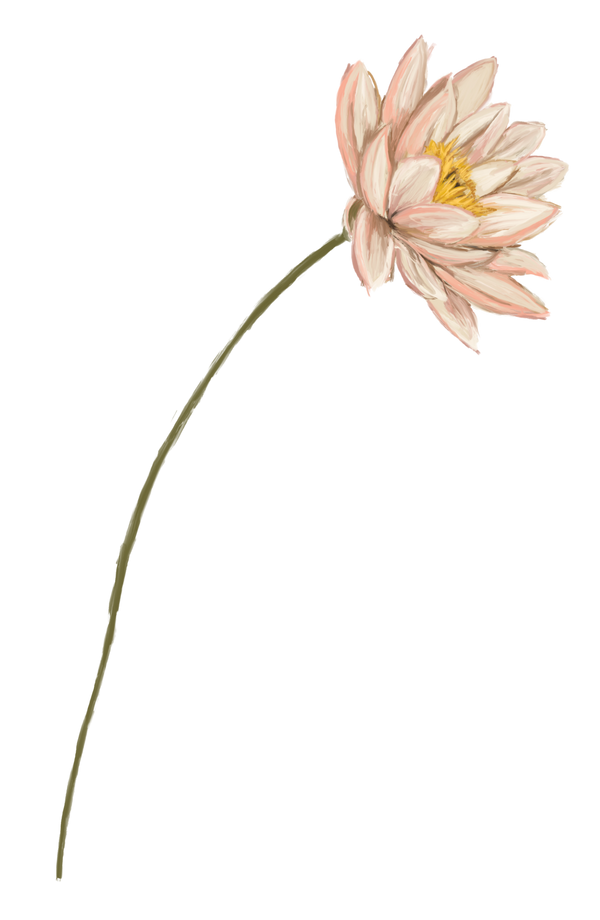 Juli månadsblomma – Näckros