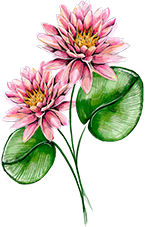 Water Lily