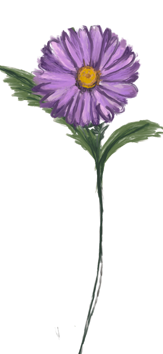 September månadsblomma – ASter