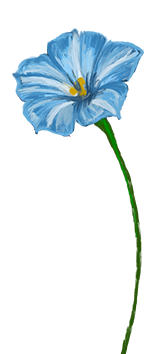 September månadsblomma – Blomman för dagen