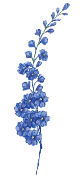 Juli månadsblomma – Riddarsporre