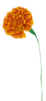 Oktober månadsblomma – Tagetes