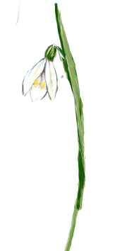 Januari månadsblomma – Snödroppe