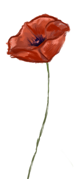 Augusti månadsblomma – Vallmo