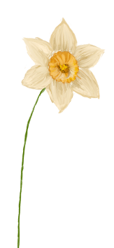December månadsblomma – narcissus
