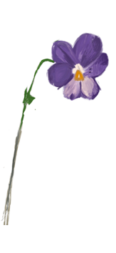 Februari månadsblomma – Viol