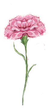 Januari månadsblomma – Nejlika