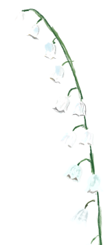 Maj månadsblomma – Liljekonvalj