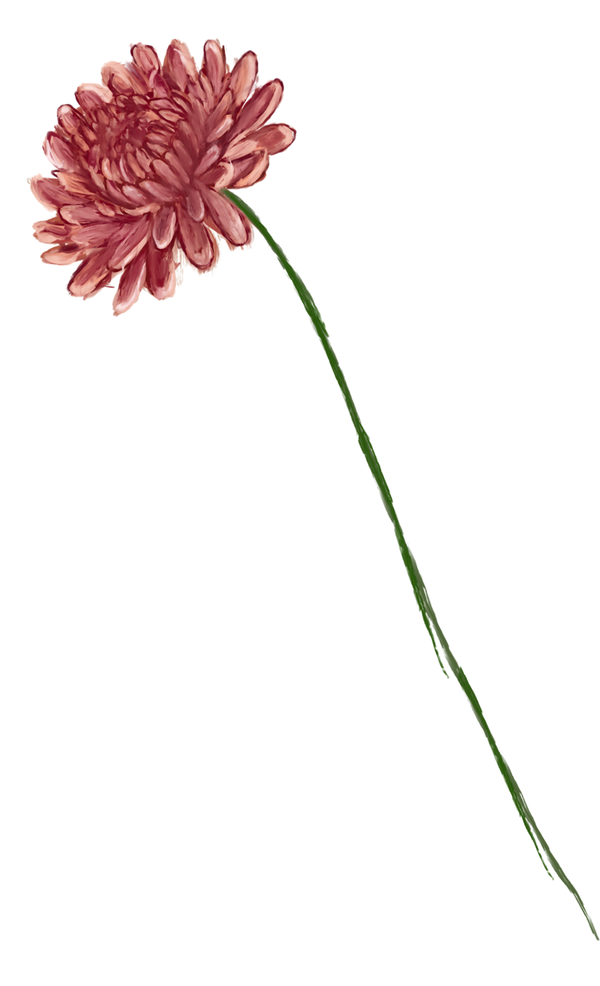 November månadsblomma – krysantemum
