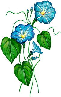 Moring Glory